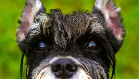 Why do schnauzers shake?