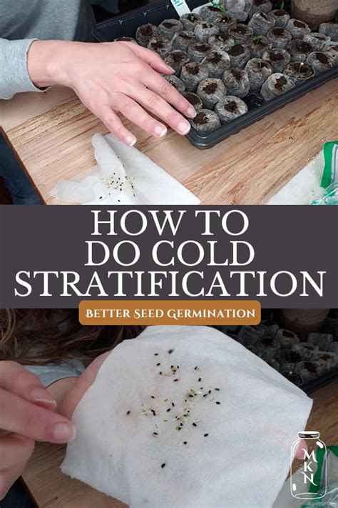 Why do seeds need cold stratification?