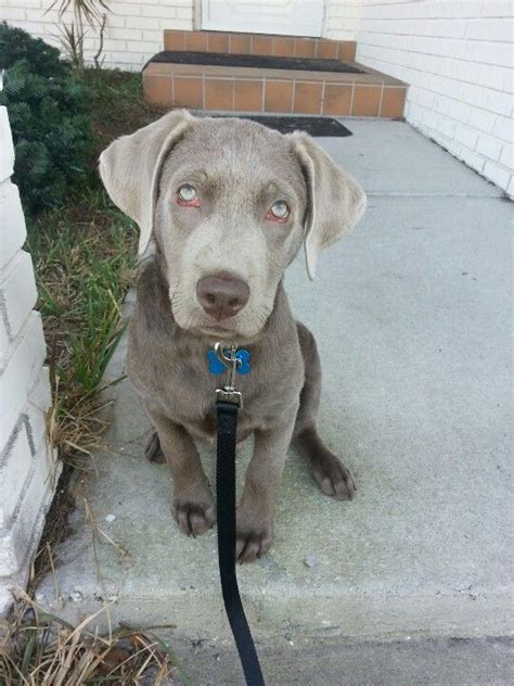 Why do silver labs have droopy eyes?