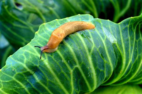 Why do slugs go in circles?