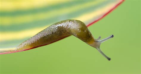 Why do slugs scream?