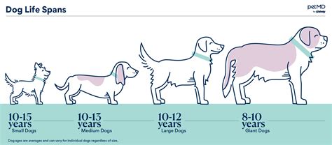 Why do smaller dogs live longer?