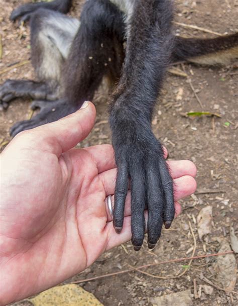 Why do spider monkeys not have thumbs?