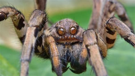 Why do spiders curl up?