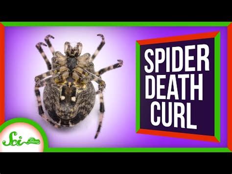 Why do spiders curl up when alive?