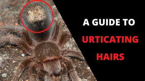 Why do spiders flick hairs?
