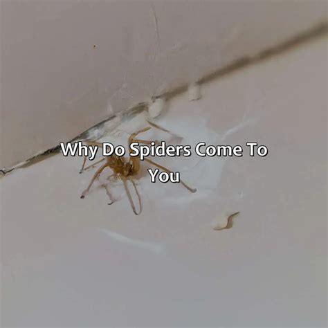 Why do spiders lower themselves?