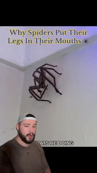 Why do spiders put their legs in their mouth?