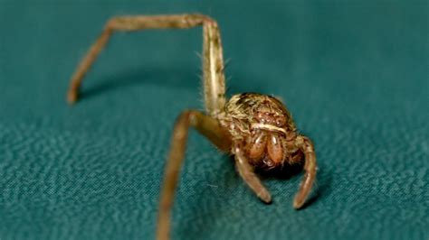 Why do spiders rub their legs together?