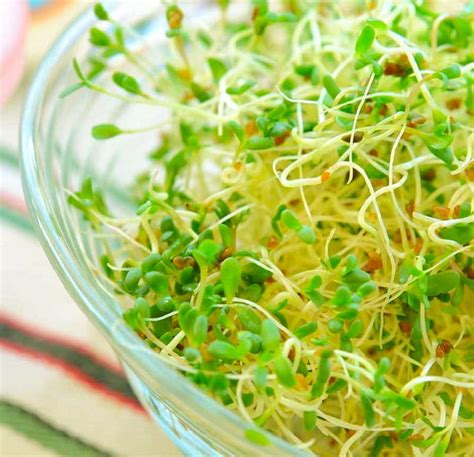 Why do sprouts have E coli?