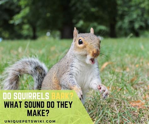 Why do squirrels bark at you?