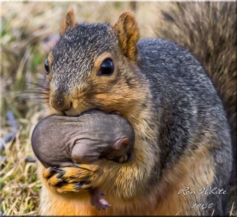 Why do squirrels carry their babies in their mouth?