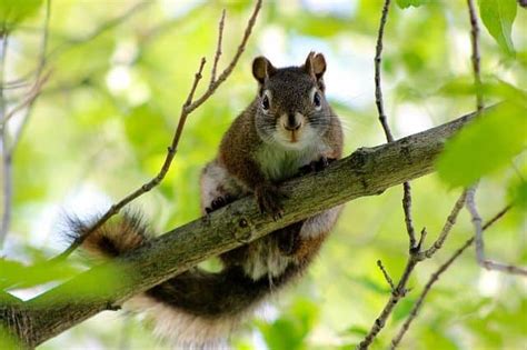 Why do squirrels chatter at me?