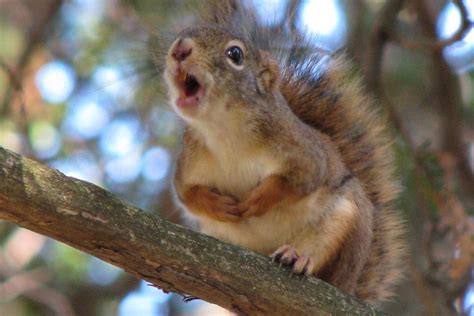Why do squirrels chirp at me?