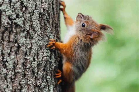 Why do squirrels climb on you?