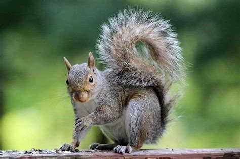 Why do squirrels flick their tails?