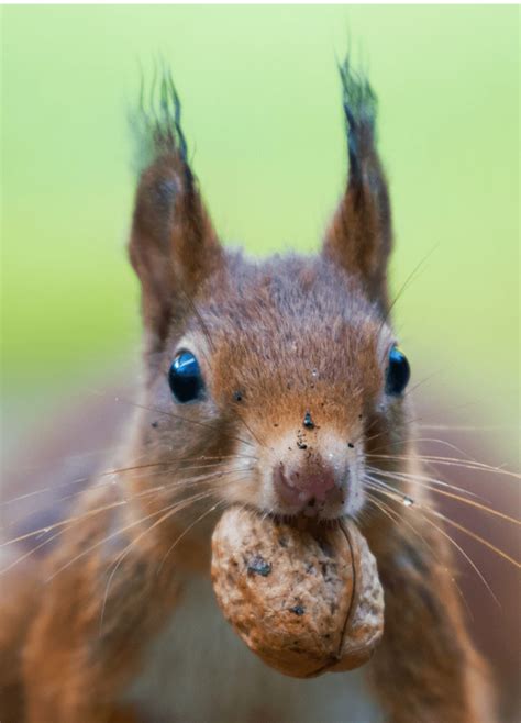 Why do squirrels freeze when scared?