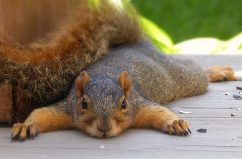 Why do squirrels lay flat?