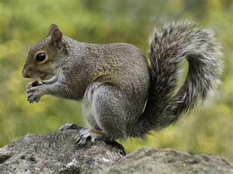 Why do squirrels leave rocks?