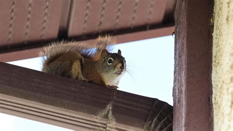 Why do squirrels like my house?