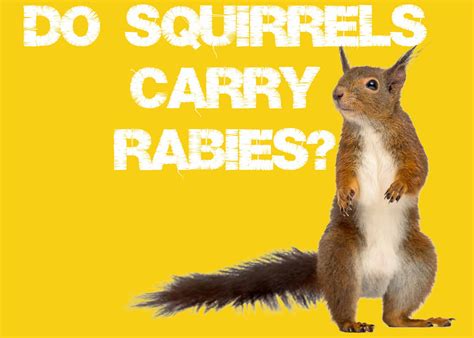 Why do squirrels not carry rabies?