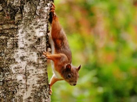 Why do squirrels pause so much?