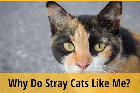 Why do stray cats let you pet them?