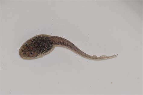 Why do tadpoles look like sperm?