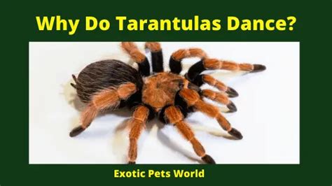 Why do tarantulas dance?