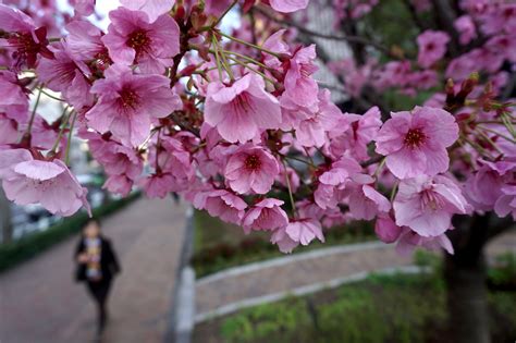 Why do the Japanese like cherry blossoms so much?