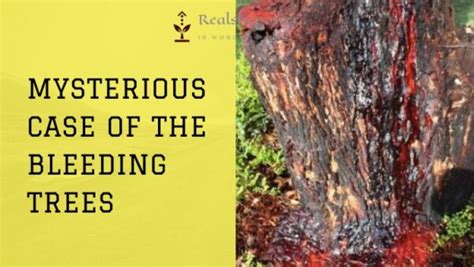 Why do trees bleed sap?