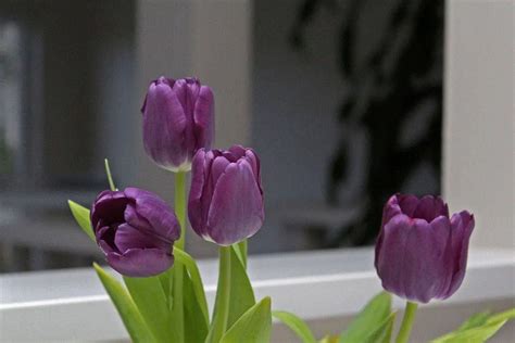 Why do tulips not last?