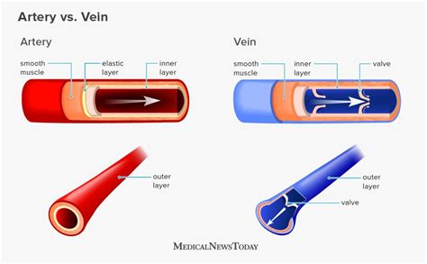 Why do veins have more co2?