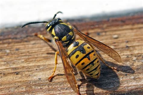 Why do wasp stings hurt so bad?