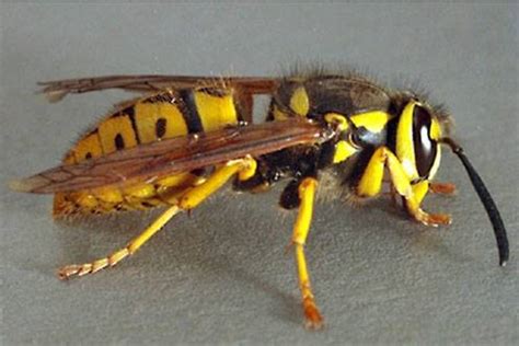 Why do wasps get angry?