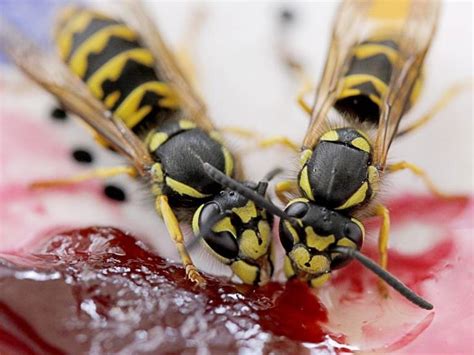 Why do wasps hate?