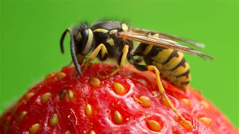 Why do wasps like sugar?