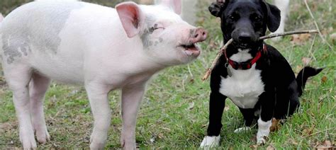 Why do we eat pigs but not dogs?