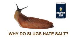 Why do we hate slugs?