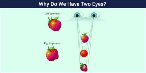 Why do we have 2 eyes and not 1?