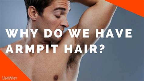 Why do we have armpit hair?