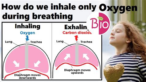 Why do we inhale only oxygen?
