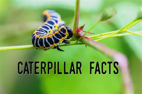 Why do we need caterpillars?