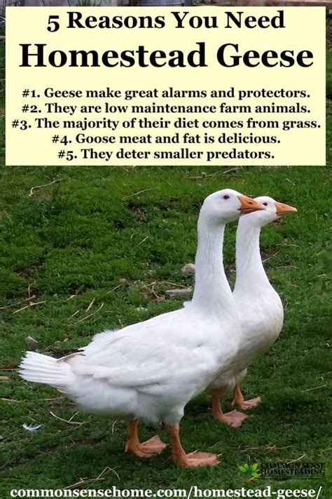 Why do we need goose?