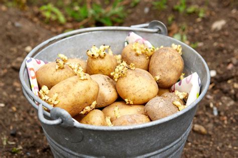 Why do we seldom see potato seeds while we see many potatoes around us?