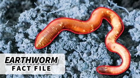 Why do worms exist?