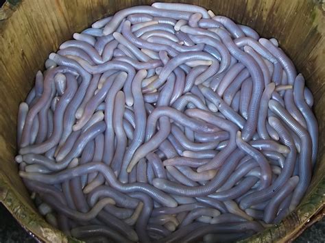 Why do worms have purple blood?