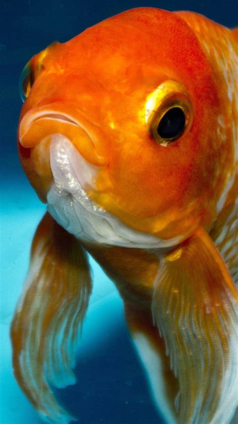 Why do you cut a goldfish's face?