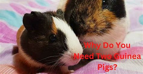 Why do you need 2 guinea pigs?