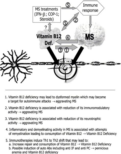 Why does B12 cause demyelination?